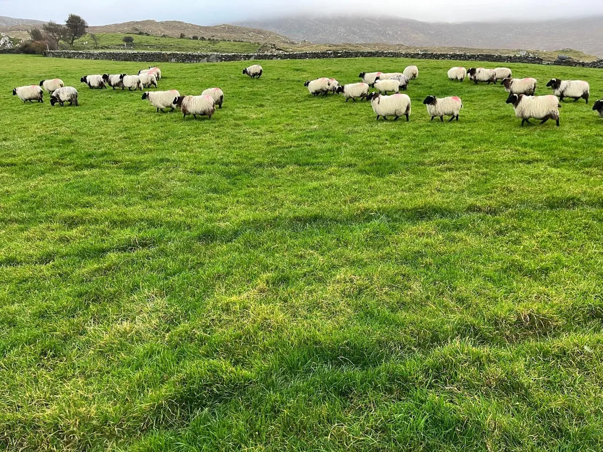 Sheep - Image 4