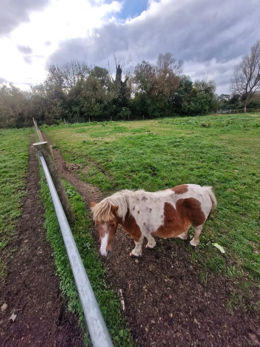 Shetland pony - Image 2