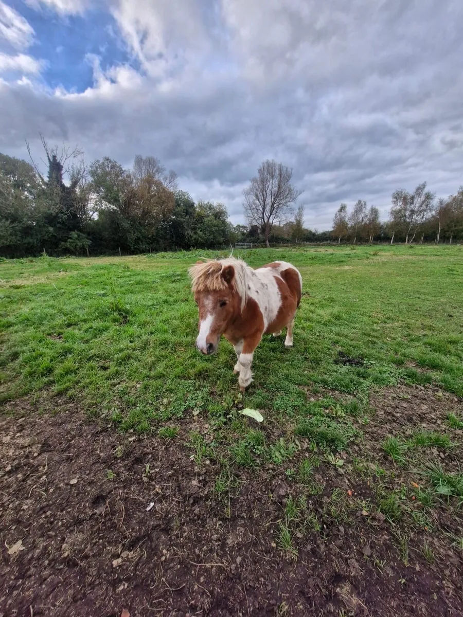 Shetland pony - Image 1