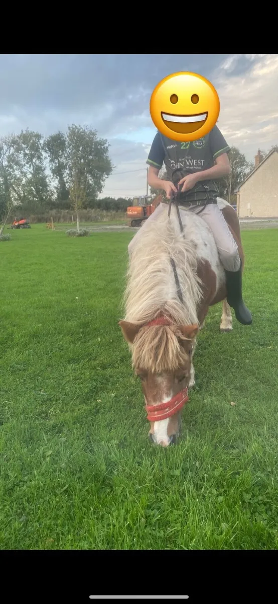Shetland pony - Image 3