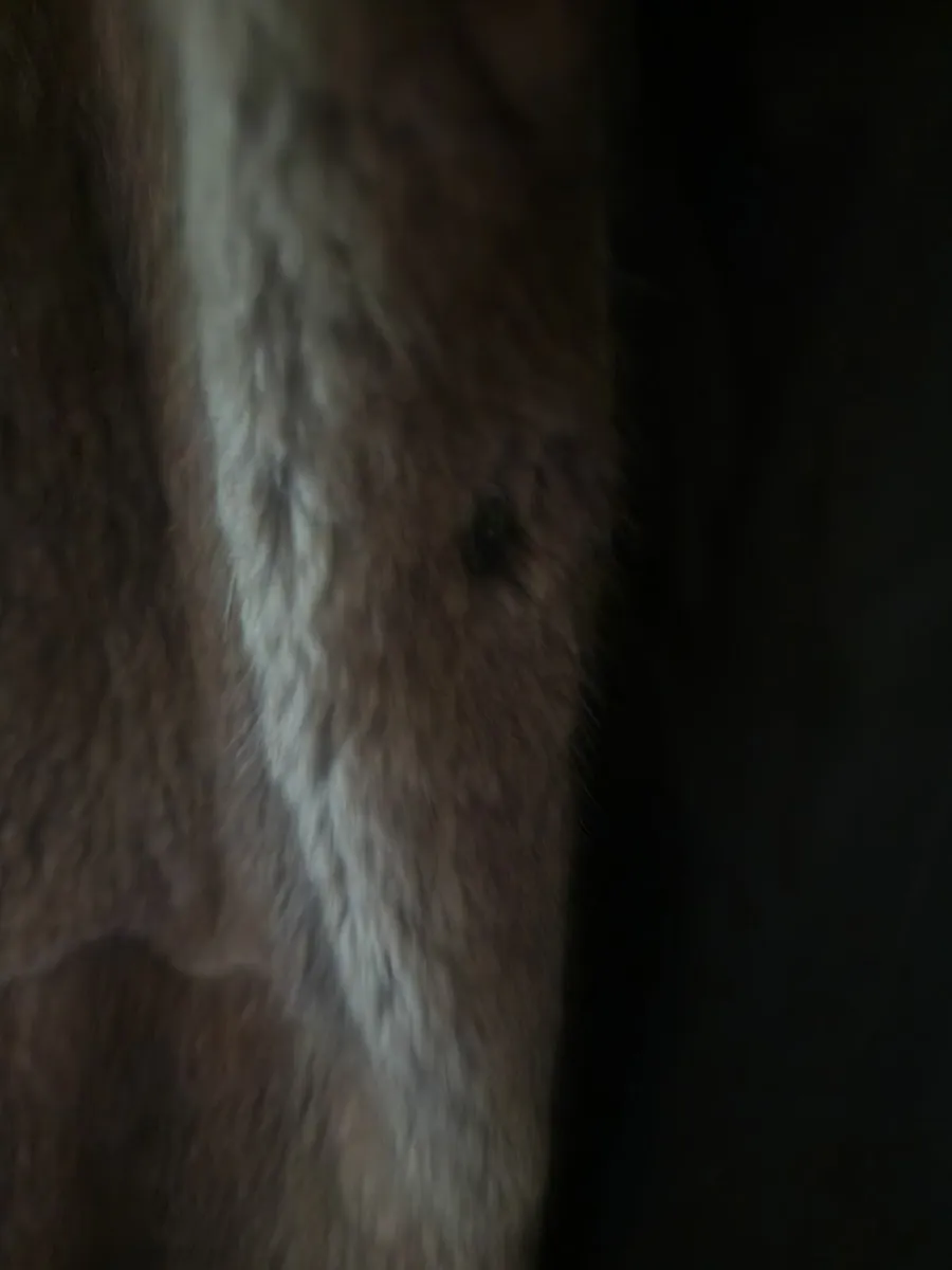 Vintage fur jacket. - Image 2