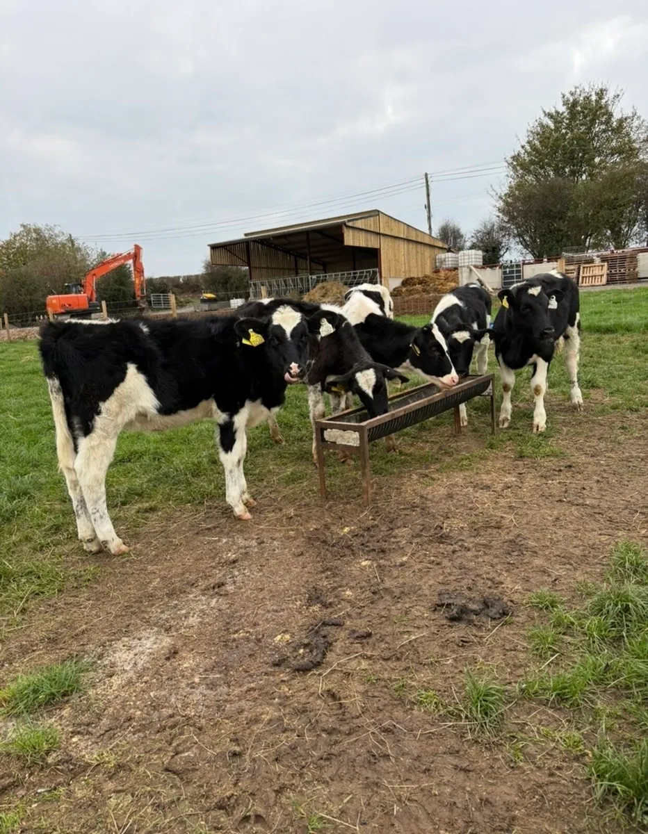 5 smashing fr heifers for sale - Image 1