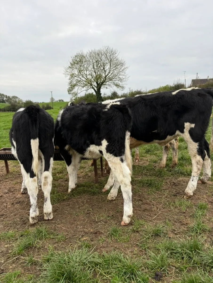 5 smashing fr heifers for sale - Image 2