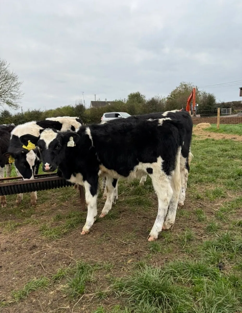 5 smashing fr heifers for sale - Image 3