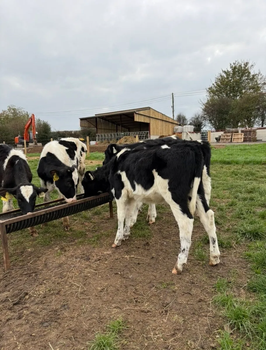 5 smashing fr heifers for sale - Image 4