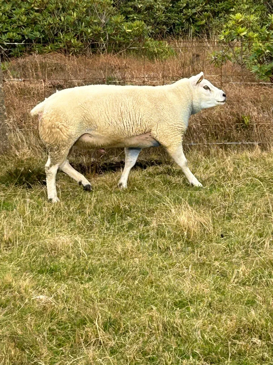 Texel ram - Image 1