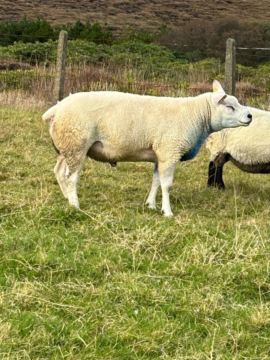 Texel ram - Image 2