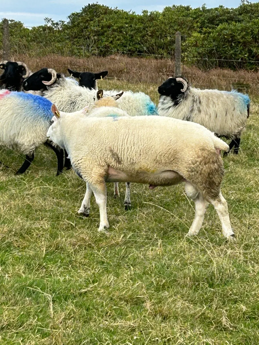 Texel ram - Image 3