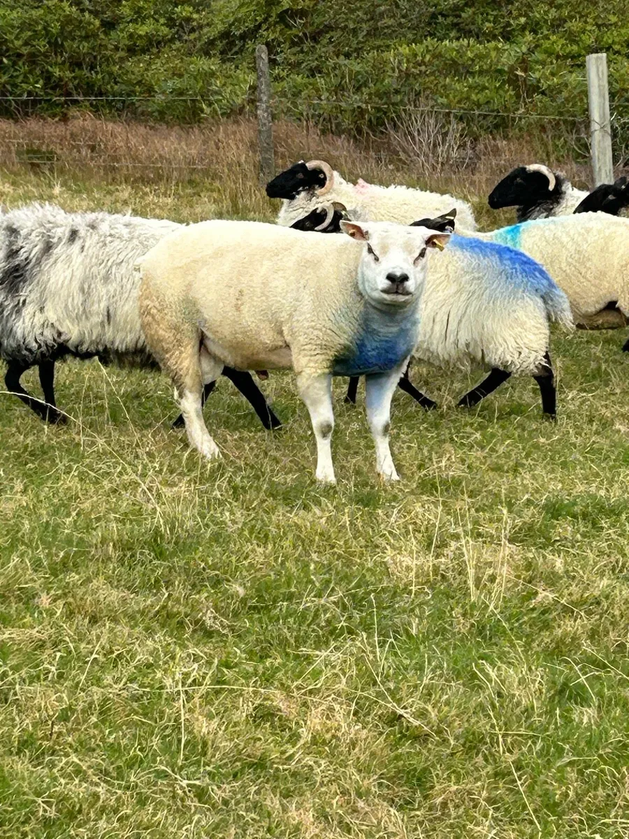 Texel ram - Image 4