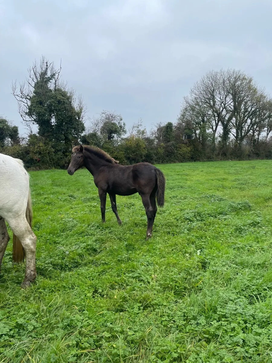 Colt foal - Image 1