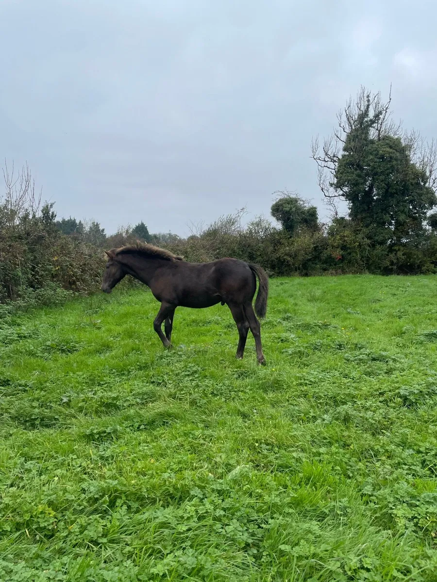 Colt foal - Image 2