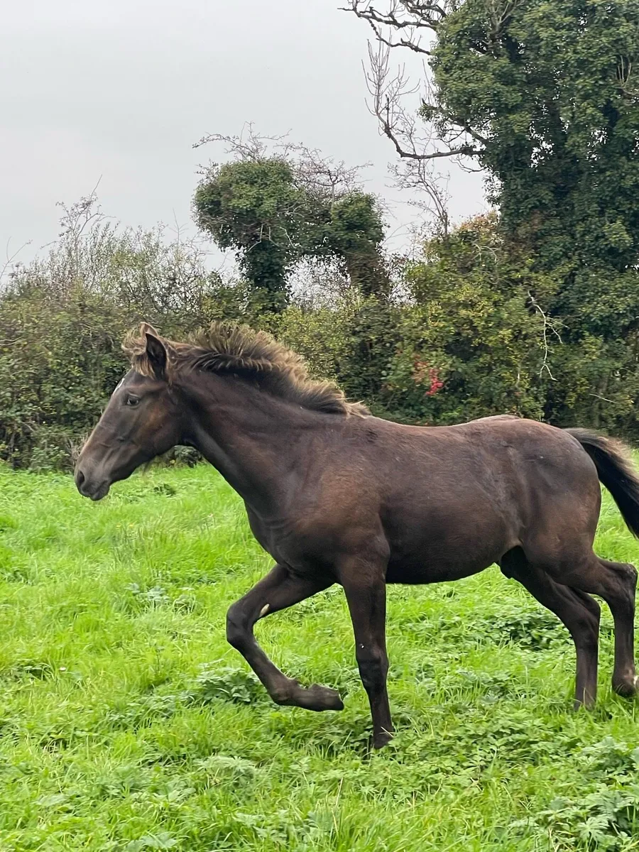 Colt foal - Image 3