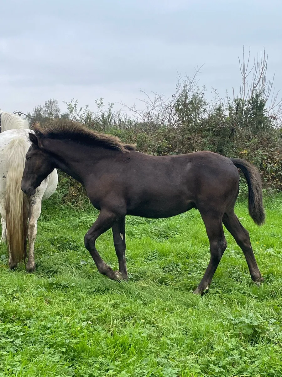 Colt foal - Image 4