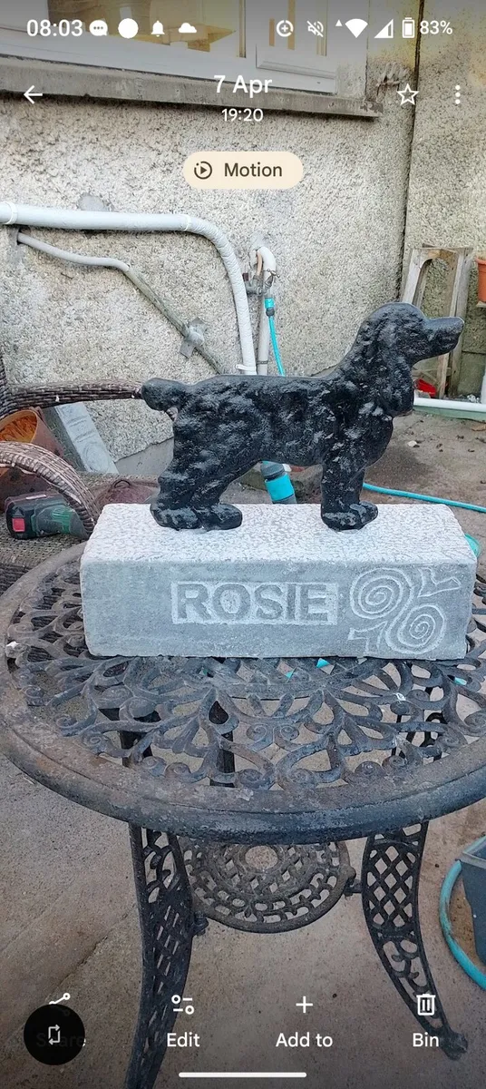 Springer spaniel boot scraper - Image 3