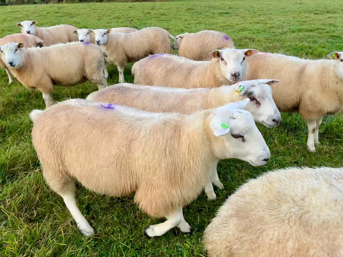 SIS Ram lambs - Image 1
