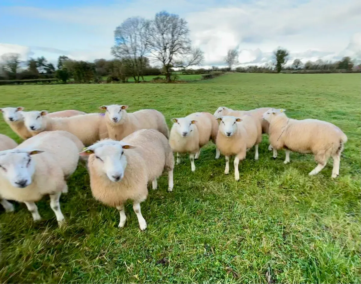 SIS Ram lambs - Image 2