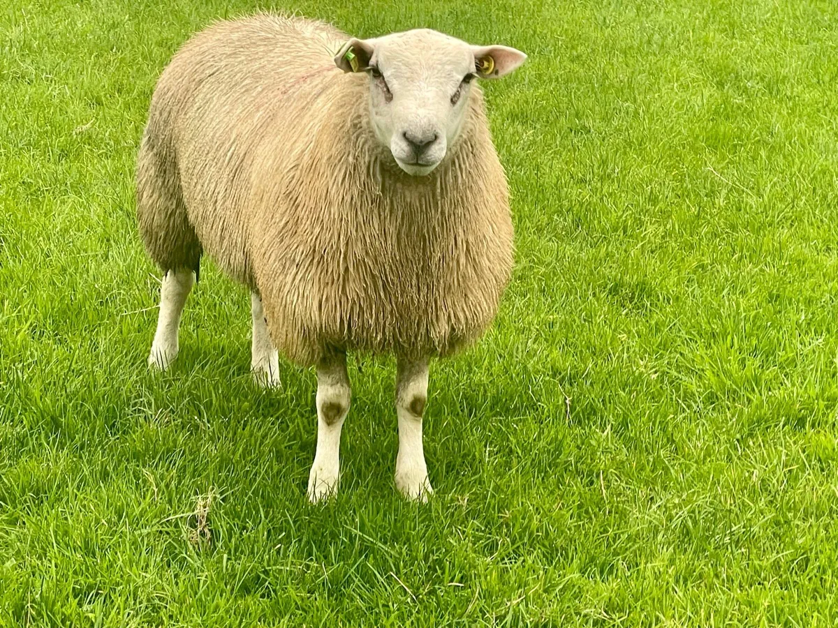 SIS Ram lambs - Image 3