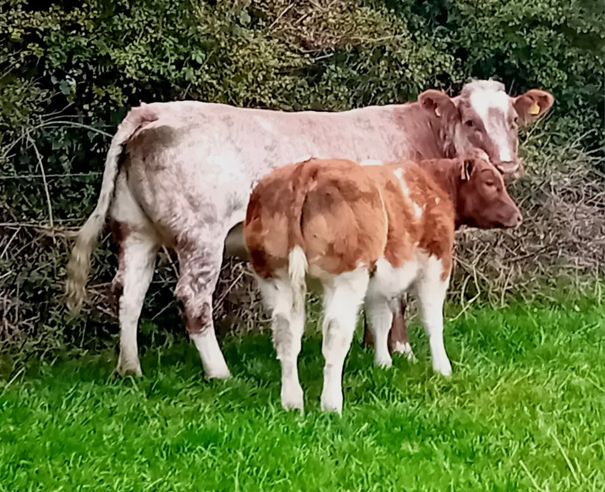 Show Heifer Calf - Image 1