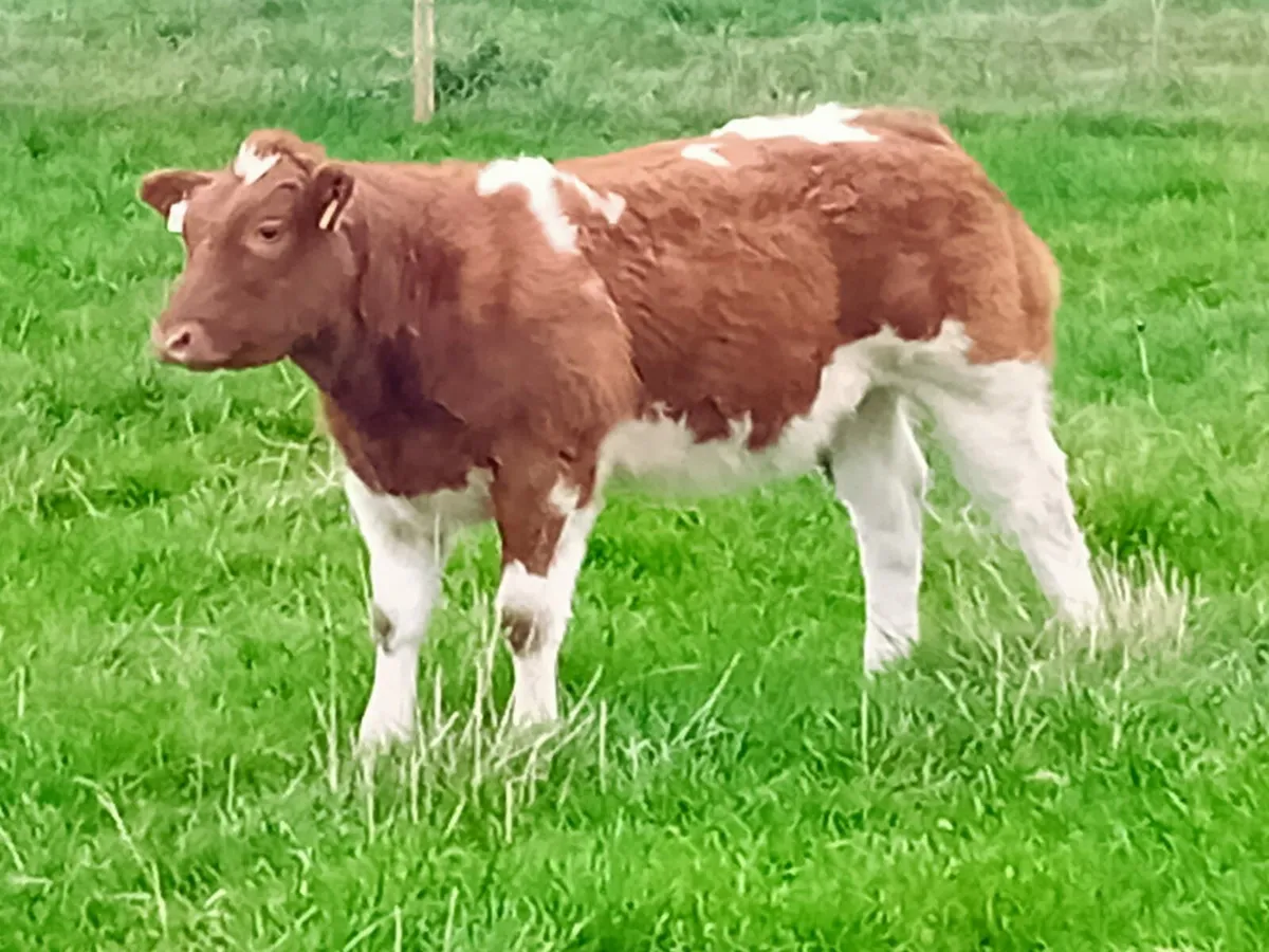 Show Heifer Calf - Image 2