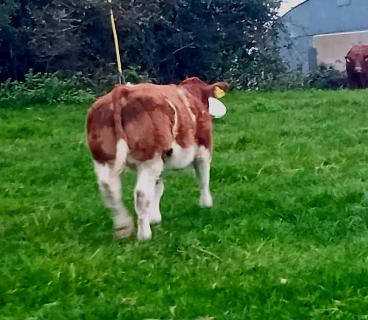 Show Heifer Calf - Image 3