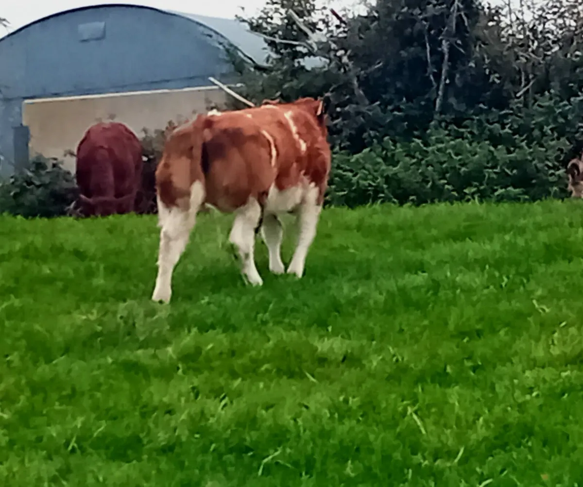 Show Heifer Calf - Image 4