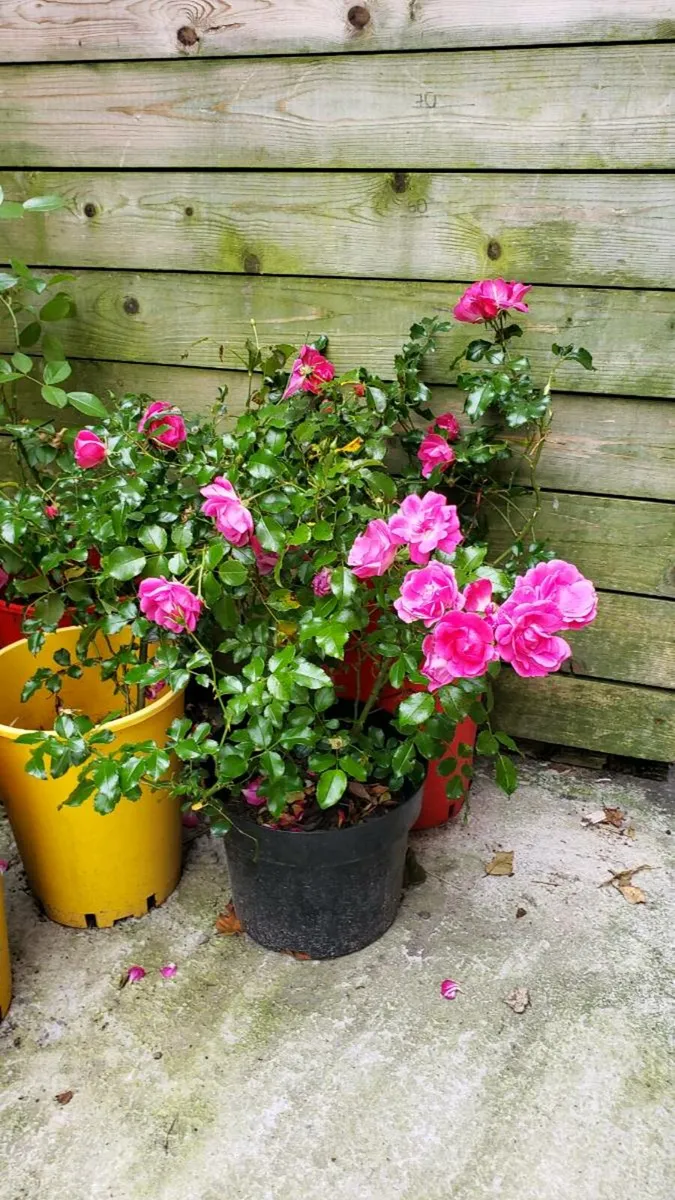 Roses Carpet pink.  Delivery available - Image 2
