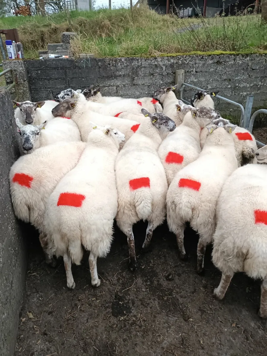 Sheep - Image 1