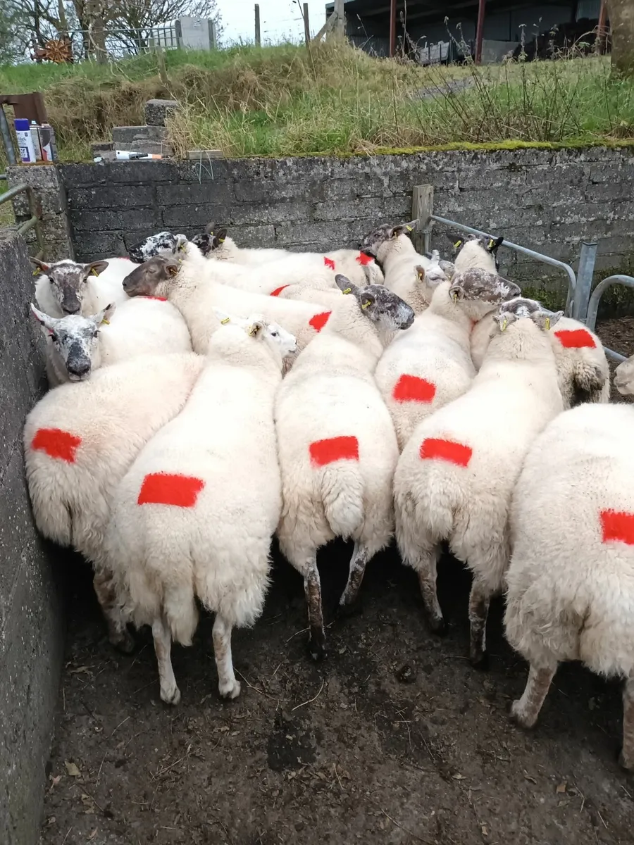 Sheep - Image 2