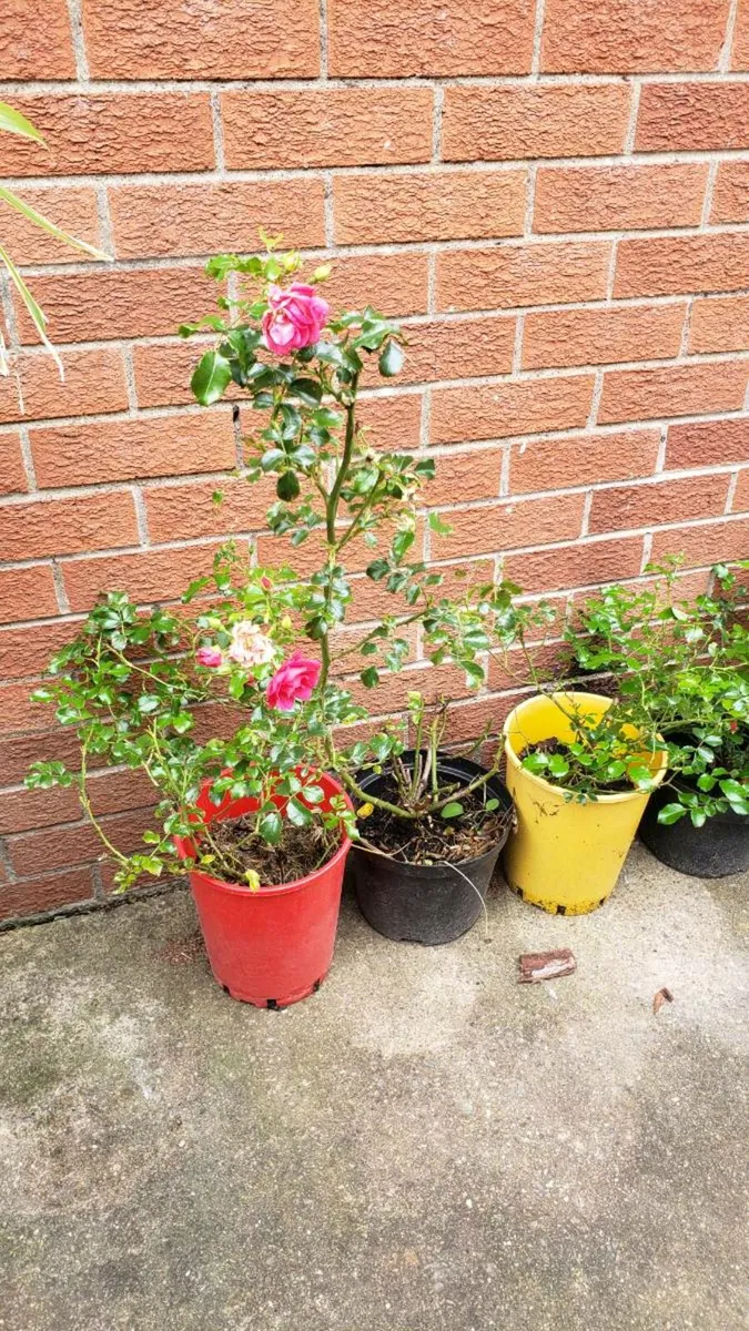 Roses Carpet pink.  Delivery available - Image 3