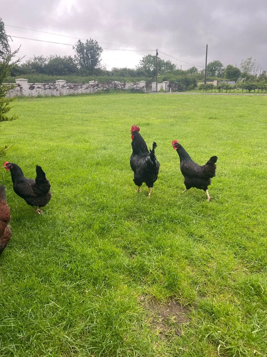 Purebred hens - Image 1
