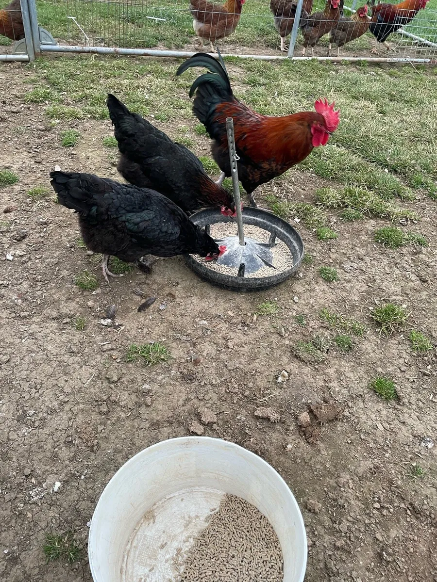 Purebred hens - Image 2