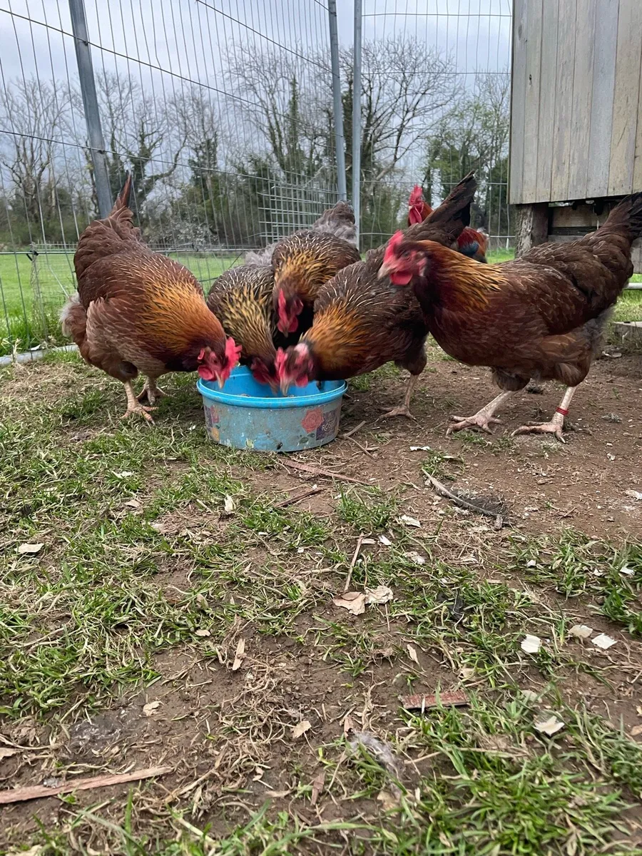 Purebred hens - Image 3