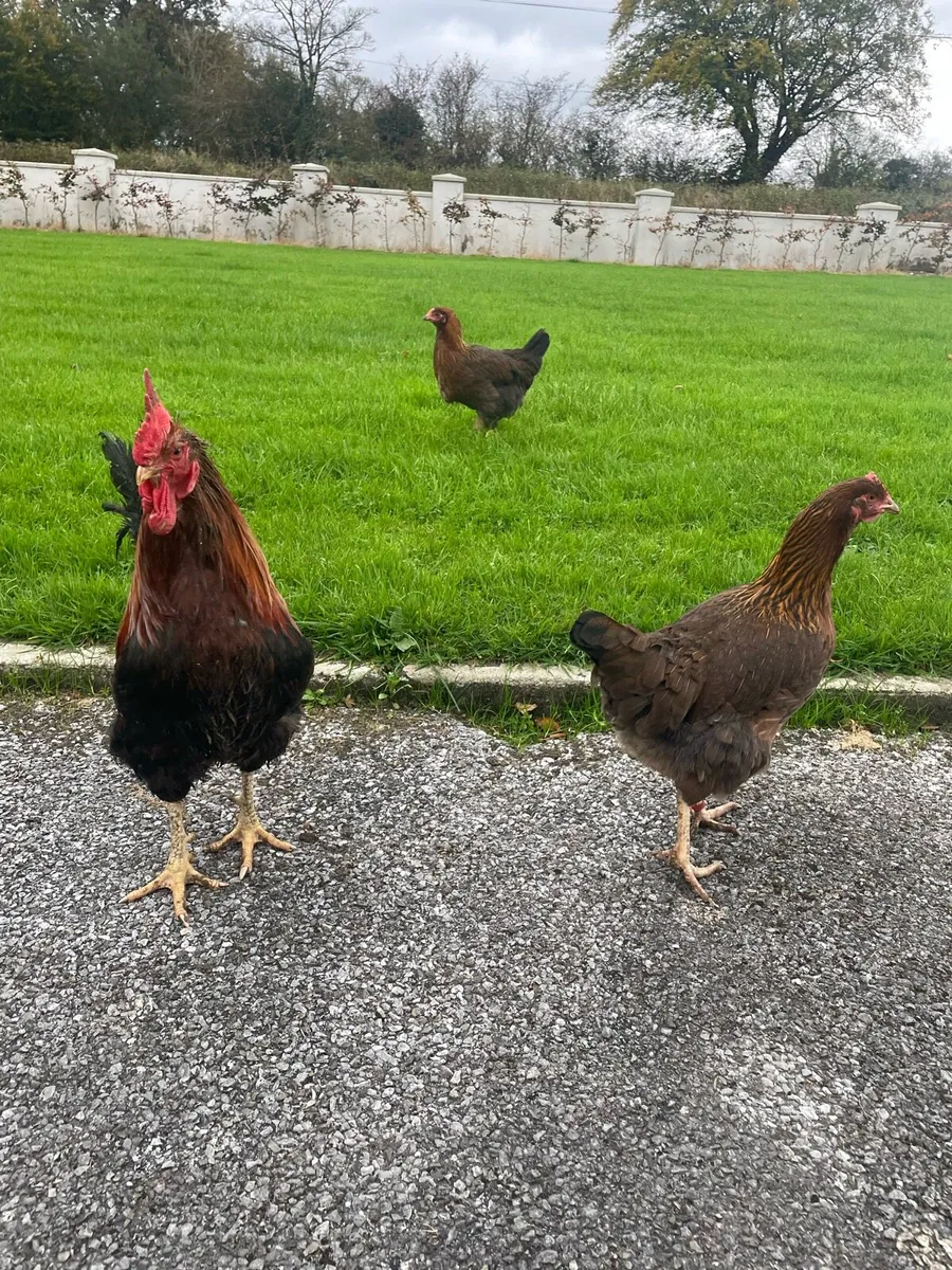 Purebred hens - Image 4