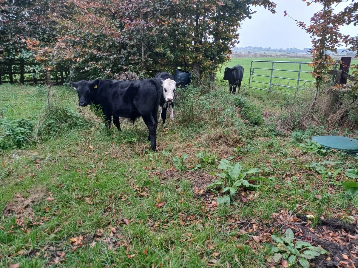 4 bulls - Image 1