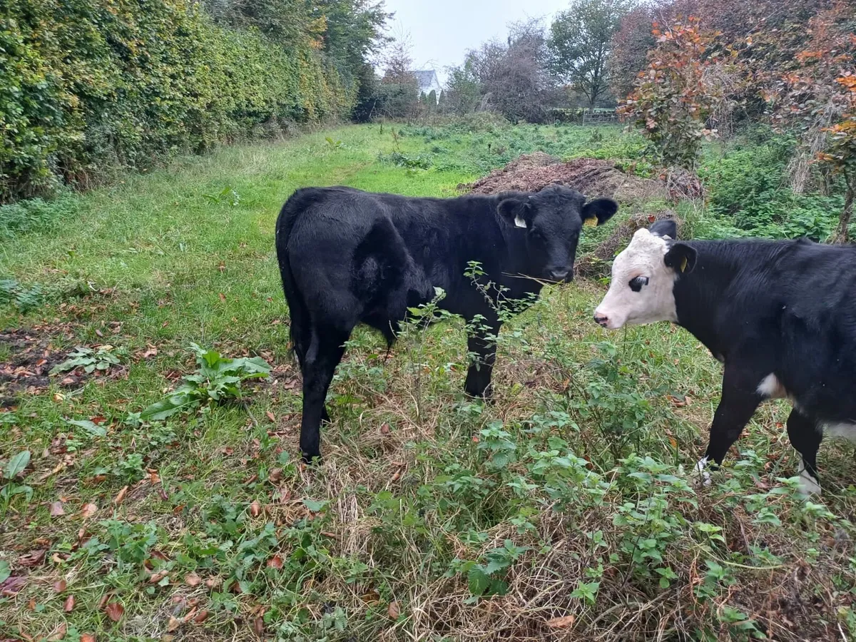 4 bulls - Image 2
