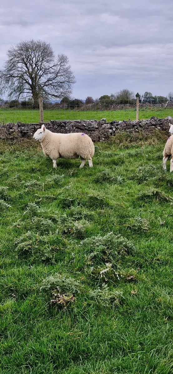 Sheep - Image 4