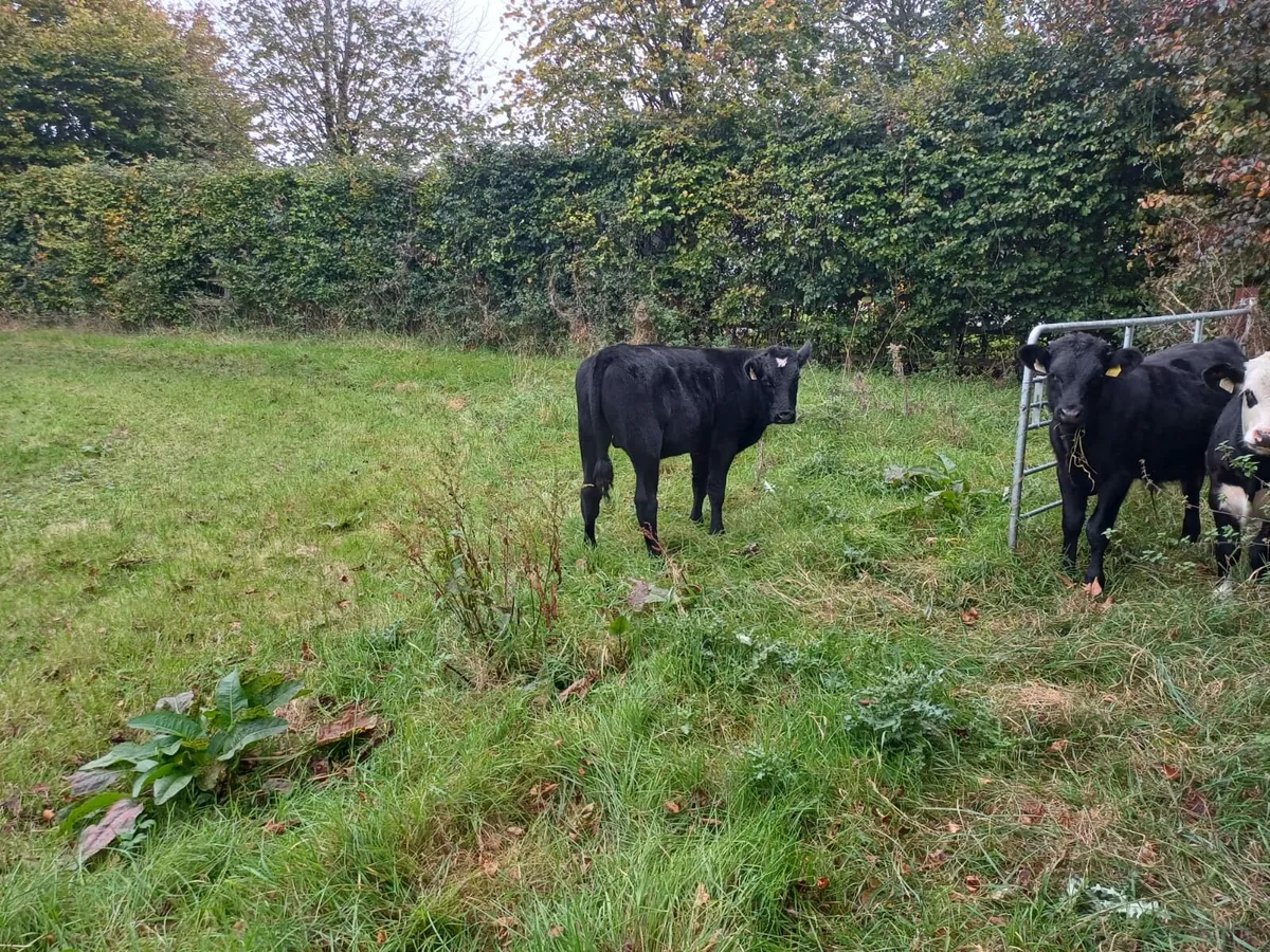4 bulls - Image 3