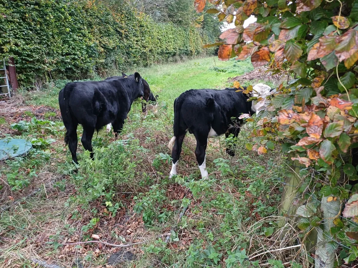 4 bulls - Image 4