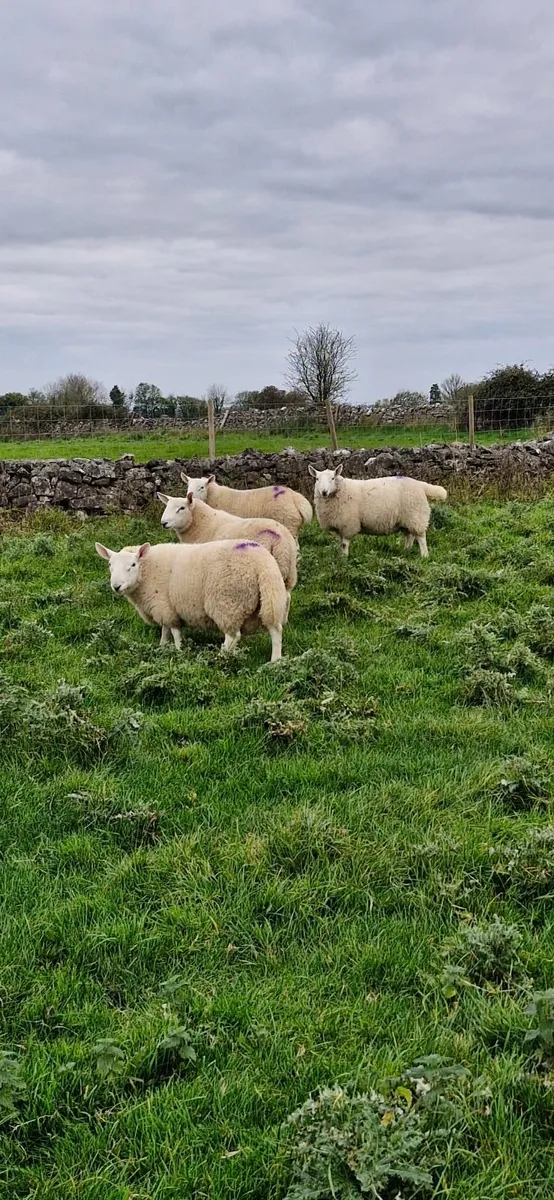Sheep - Image 2