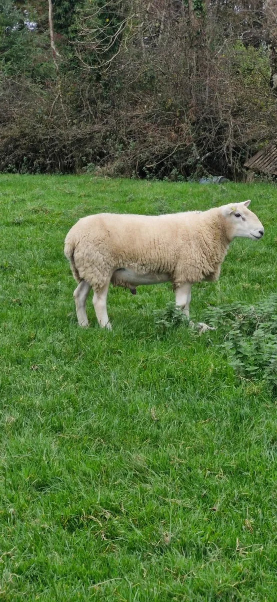 Sheep - Image 3