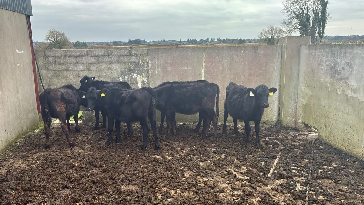 Aberdeen angus - Image 1