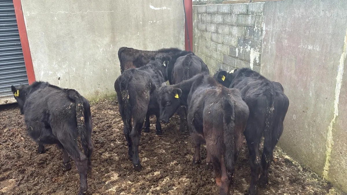 Aberdeen angus - Image 2