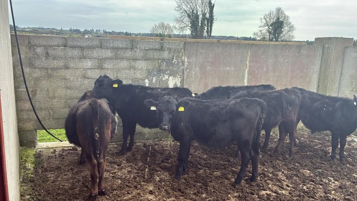 Aberdeen angus - Image 3