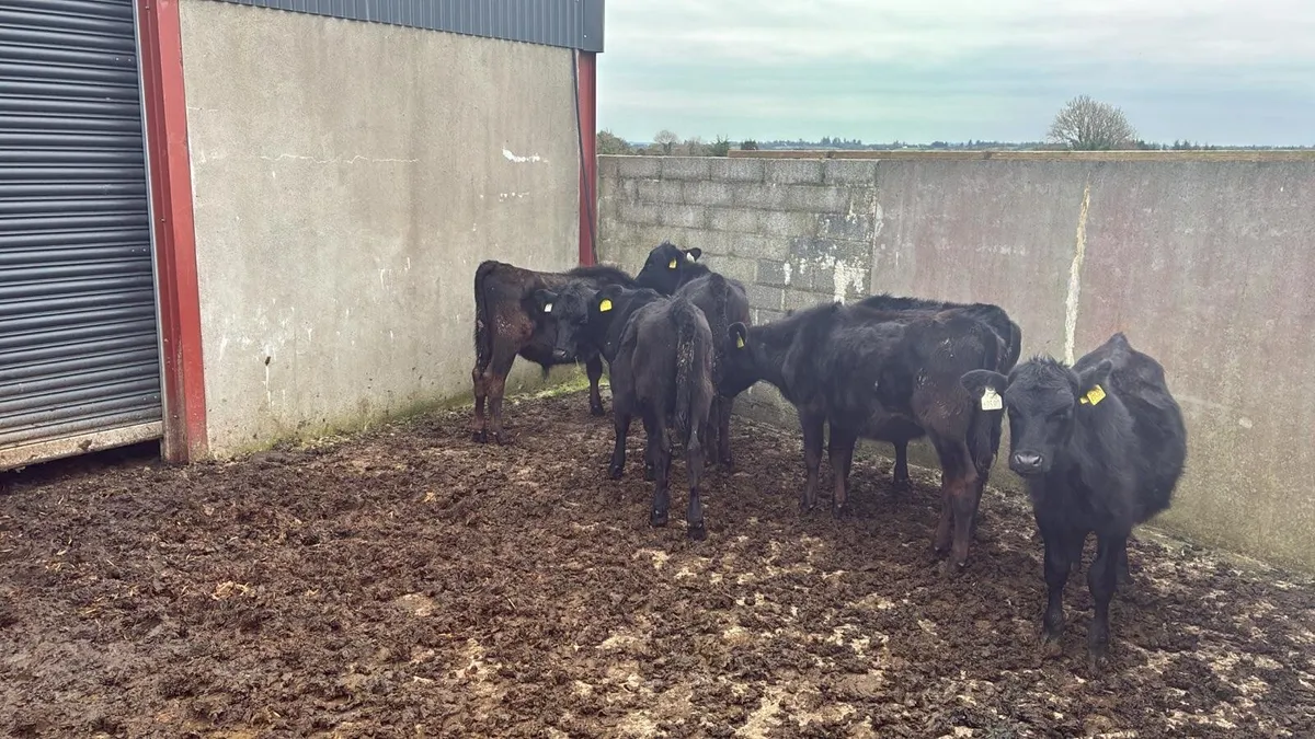 Aberdeen angus - Image 4