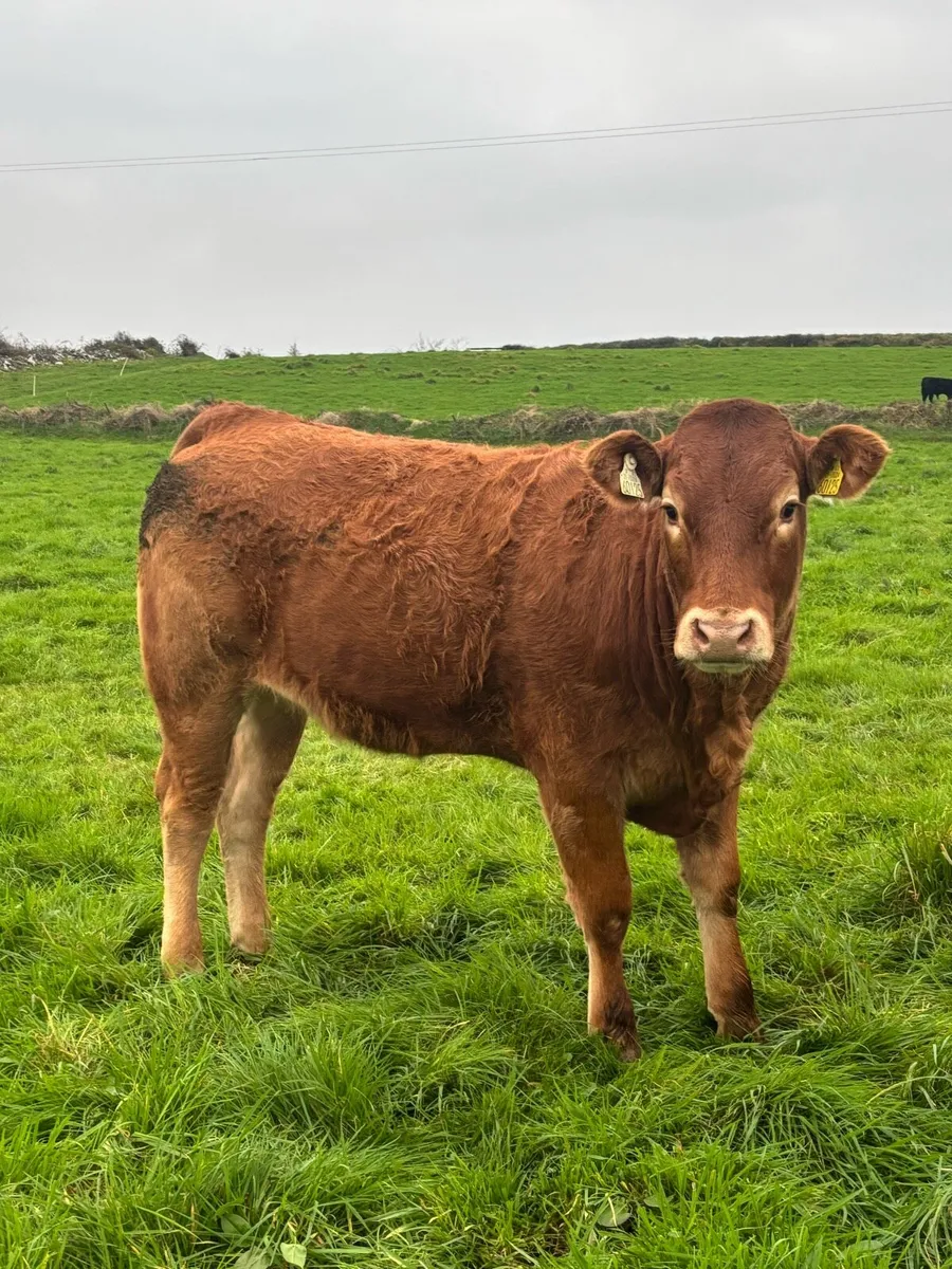 5 star ⭐, Genotyped heifers for sale - Image 1