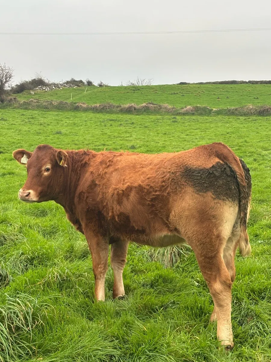 5 star ⭐, Genotyped heifers for sale - Image 2