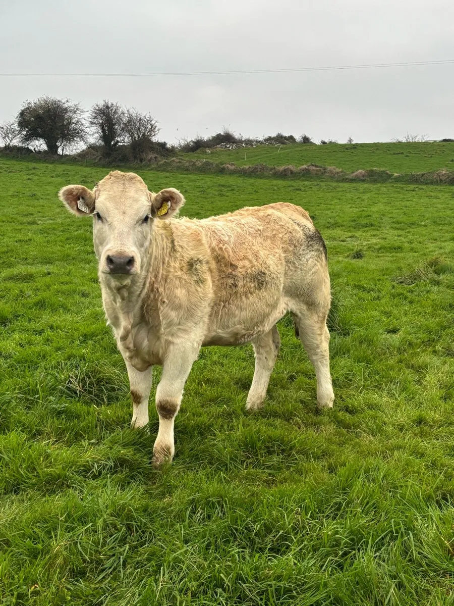 5 star ⭐, Genotyped heifers for sale - Image 3
