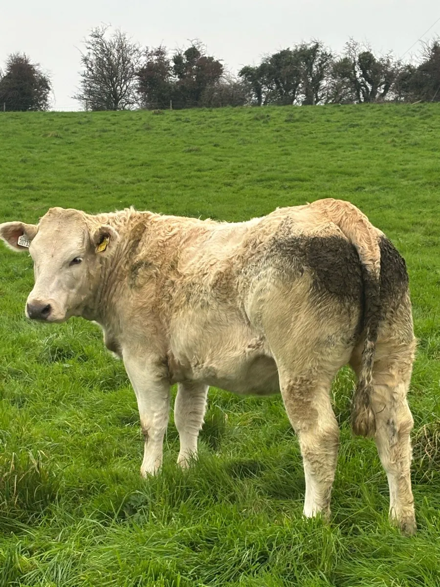 5 star ⭐, Genotyped heifers for sale - Image 4