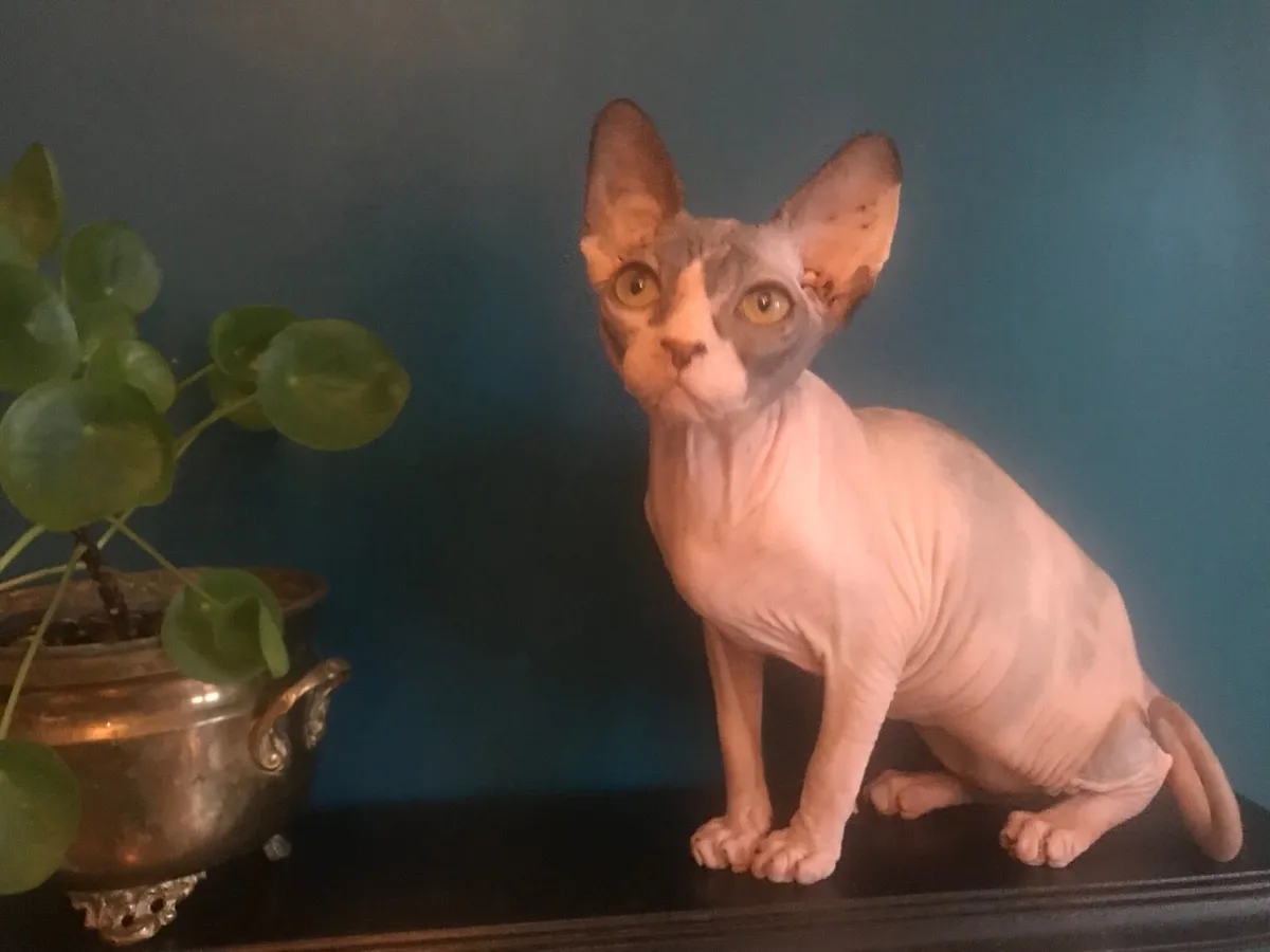 Sphynx kittens Gccfi registered - Image 2