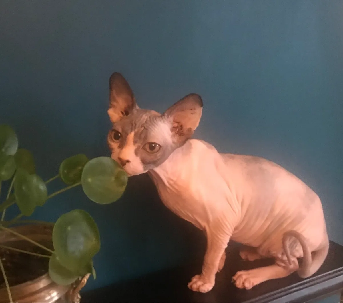 Sphynx kittens Gccfi registered - Image 1